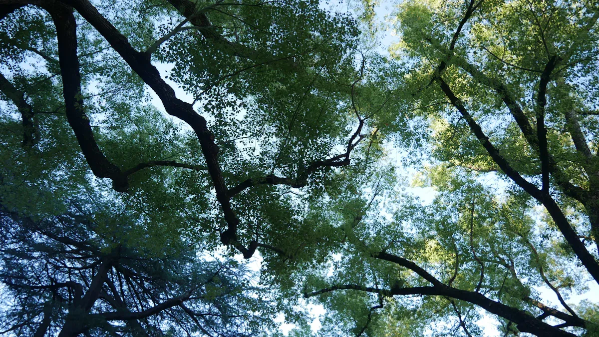Tree branches and green leaves against an overcast sky